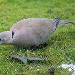 ~ Türkentaube ( Streptopelia decaocto ) ~