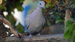 Türkentaube  -  streptopelia decaocto hat mich vermutlich gesehen...