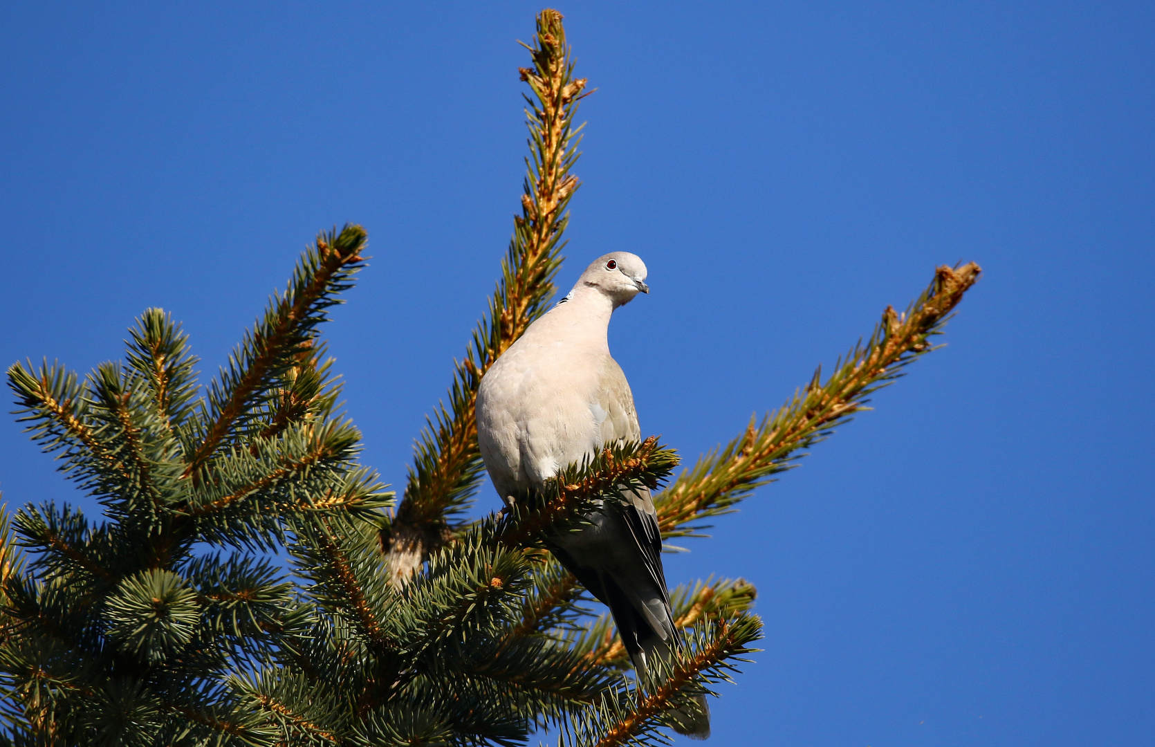  Türkentaube Streptopelia decaocto - neugieriger Blick