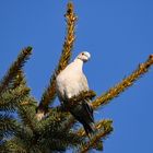  Türkentaube Streptopelia decaocto - neugieriger Blick