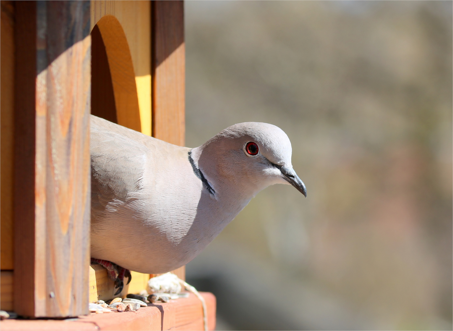 Türkentaube (Streptopelia decaocto)... oder