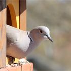 Türkentaube (Streptopelia decaocto)... oder