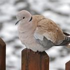 Türkentaube vor Winterwiese