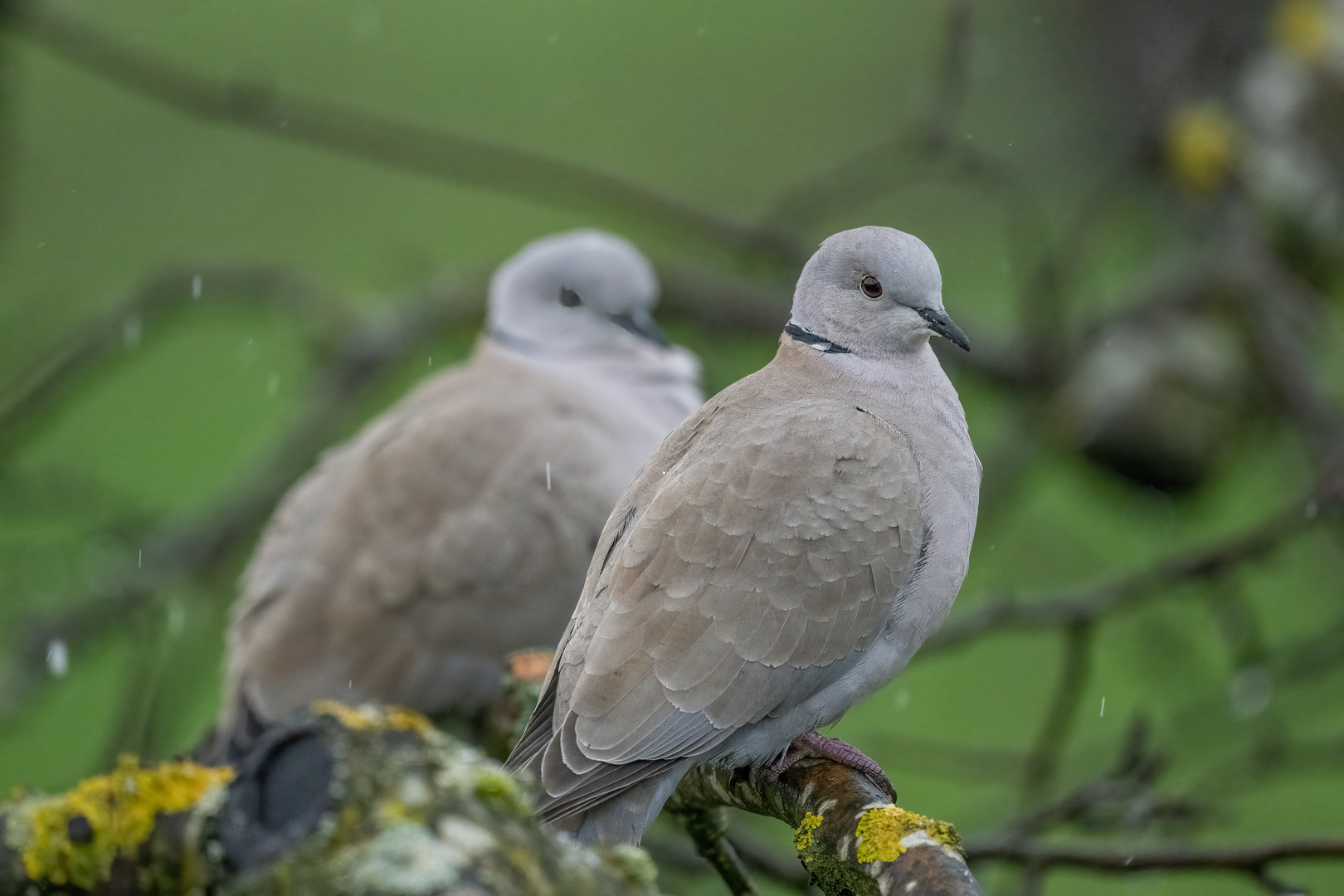 Türkentauben Foto & Bild tiere, wildlife, wild lebende vögel Bilder