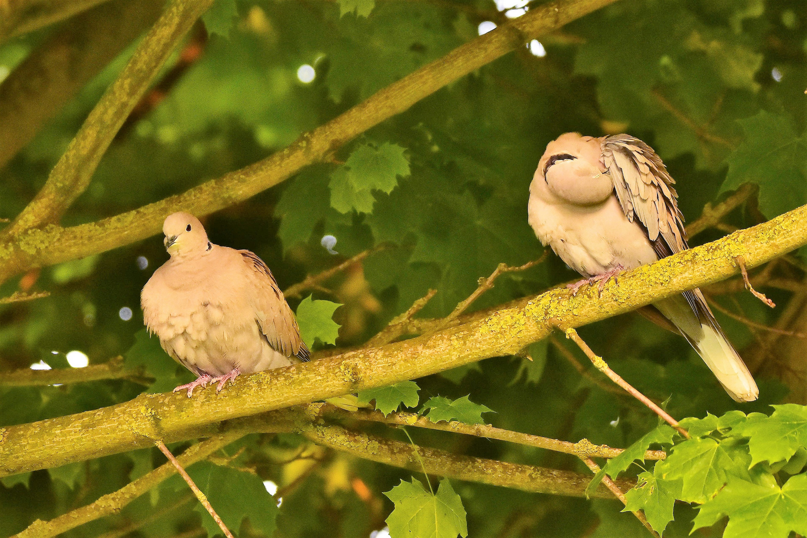 Türkentauben im Abendlicht Foto & Bild frühling, natur, taube Bilder