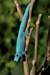 Türkis-Gecko