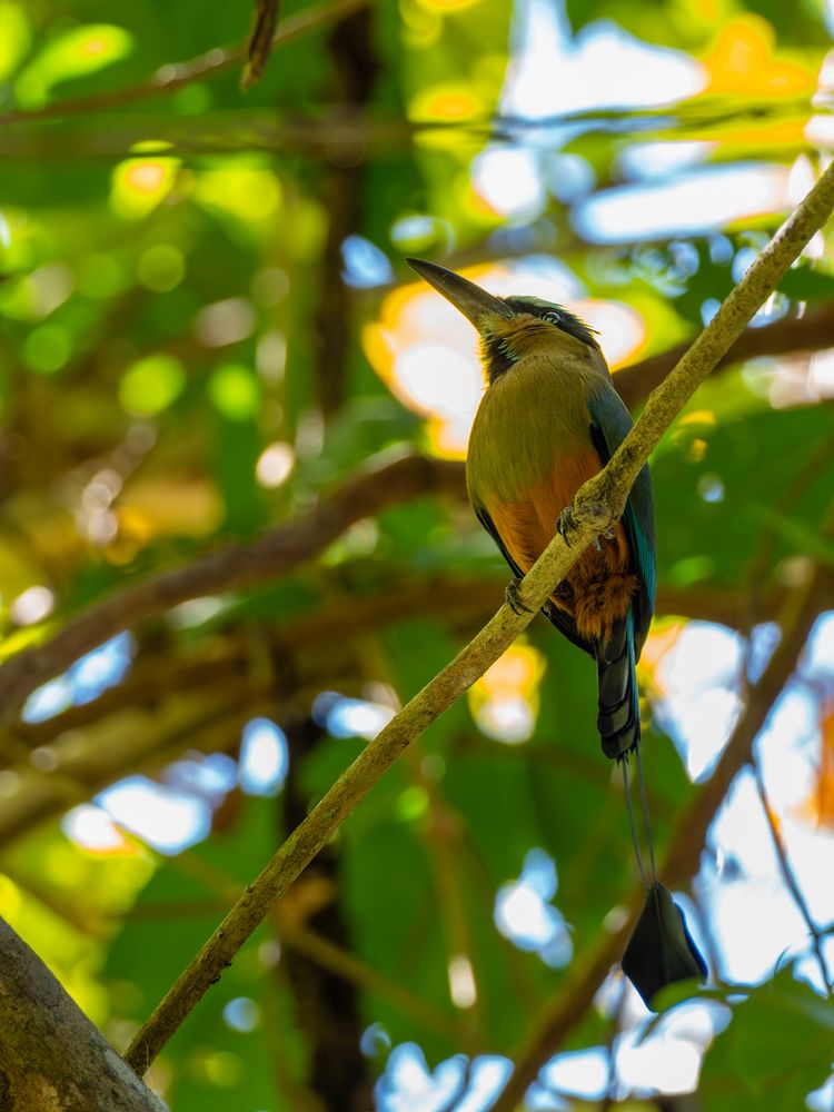 Türkisbrauen Motmot