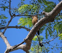 Türkisbrauen-Motmot (siehe Augenbrauen) 