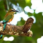 Türkisbrauenmotmot