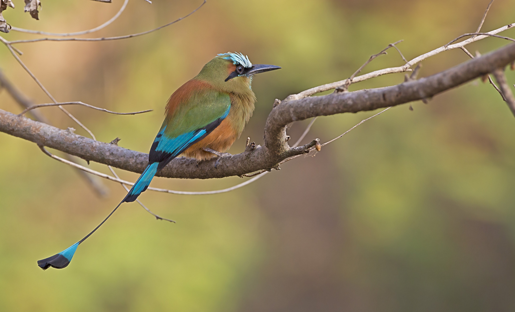 Türkisbrauenmotmot 