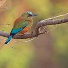 Türkisbrauenmotmot 