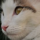 Türkisch Angora Katze "Augenblicke"