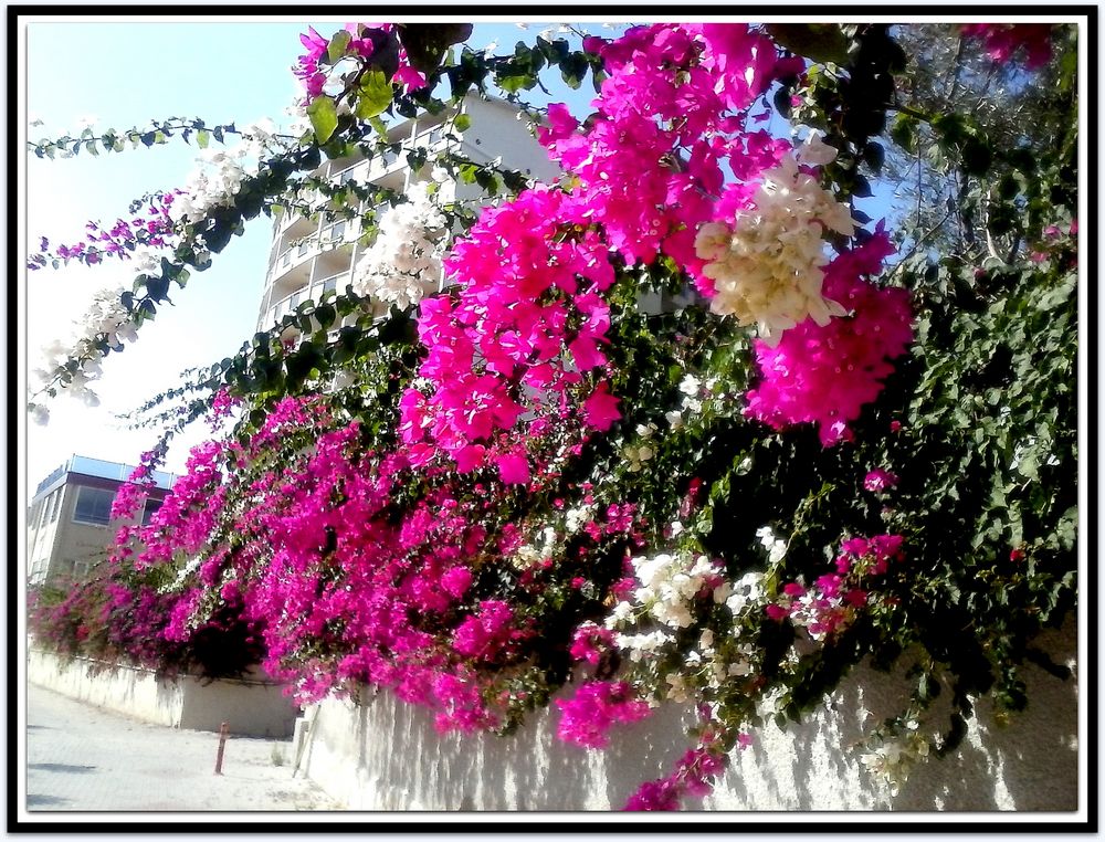 Türkische Blumen