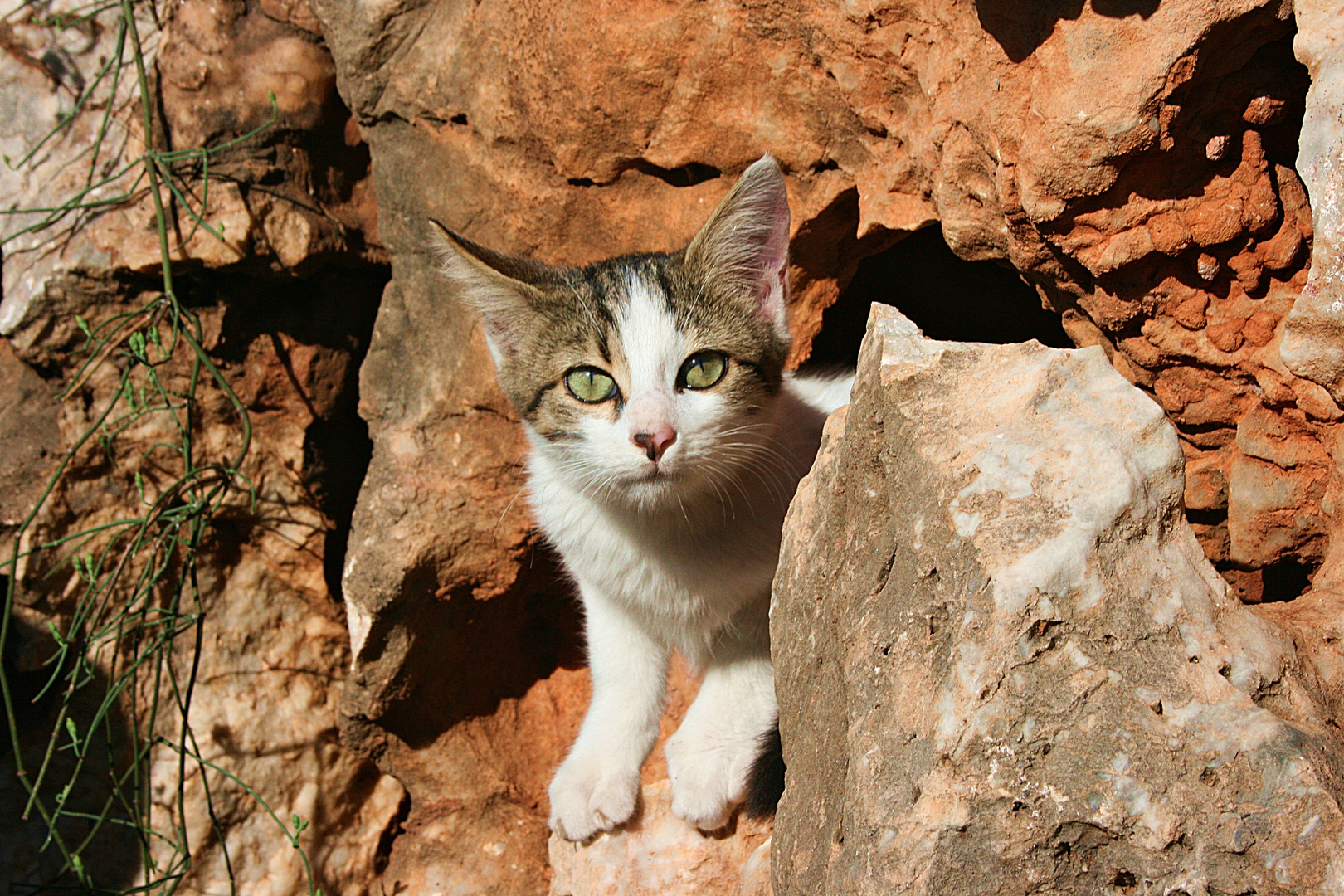 Türkische Katze