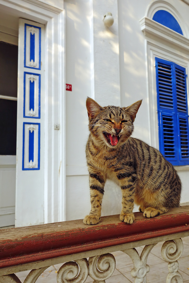 Türkische Katze