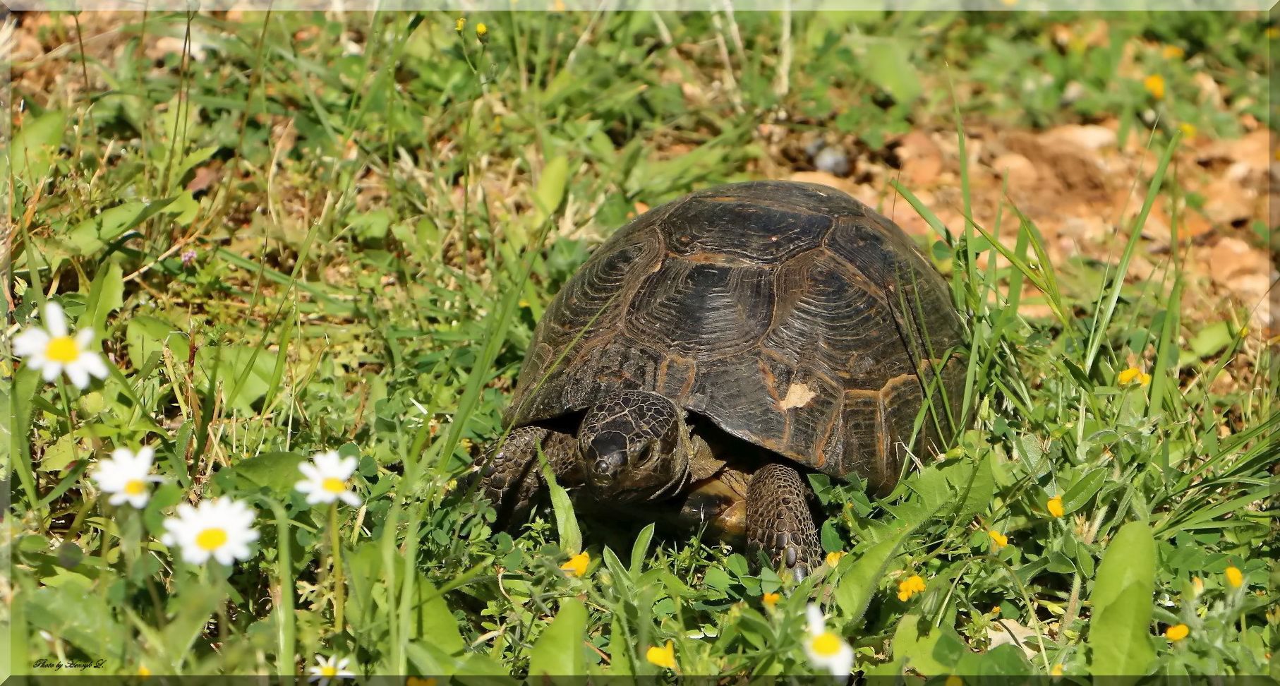 Türkische Landschildkröte