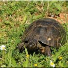 Türkische Landschildkröte