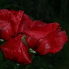 Türkische Mohn (Papaver orientale)...