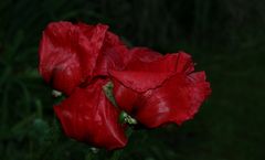 Türkische Mohn (Papaver orientale)...