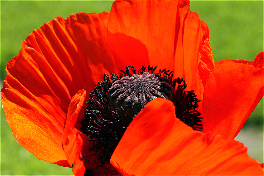 Türkische Mohnblüte . .