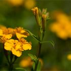 Türkische Nelke (Tagetes lucida)