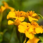 Türkische Nelke (Tagetes lucida).