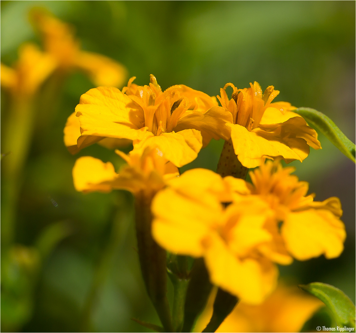 Türkische Nelke (Tagetes lucida)