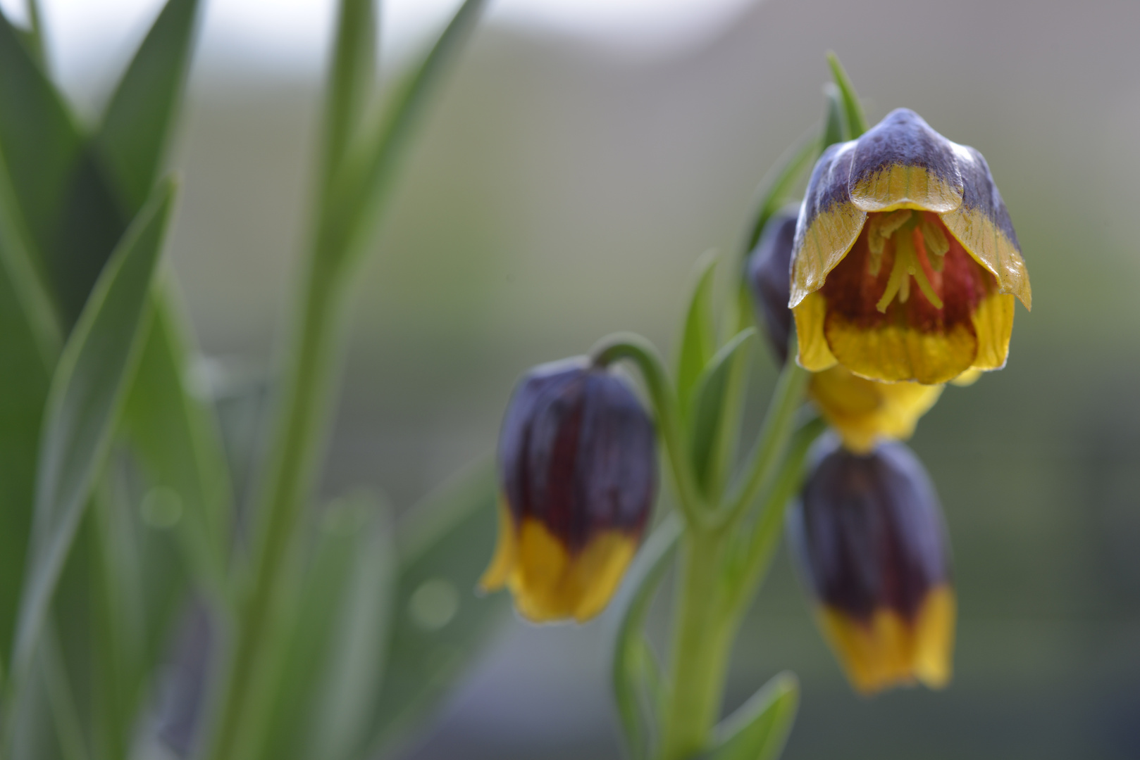 TÜRKISCHE SCHACHBRETTBLUME