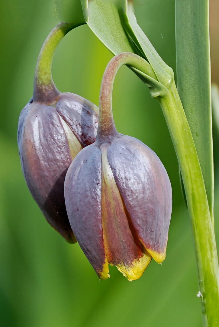 türkische Schachbrettblume