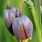 türkische Schachbrettblume