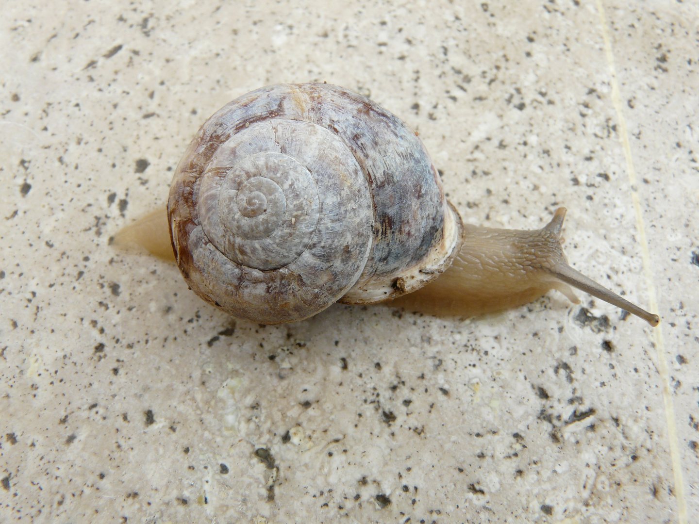 Türkische Schnecke