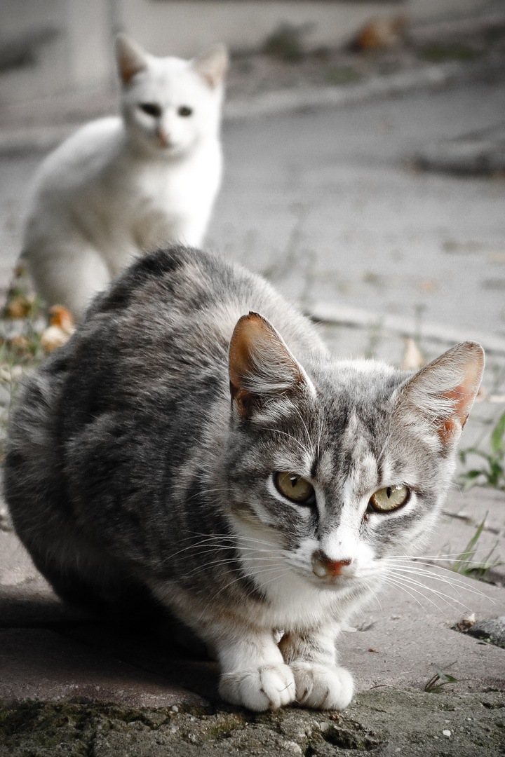 Türkische Straßenkatzen
