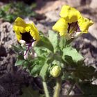 Türkischer Frühling