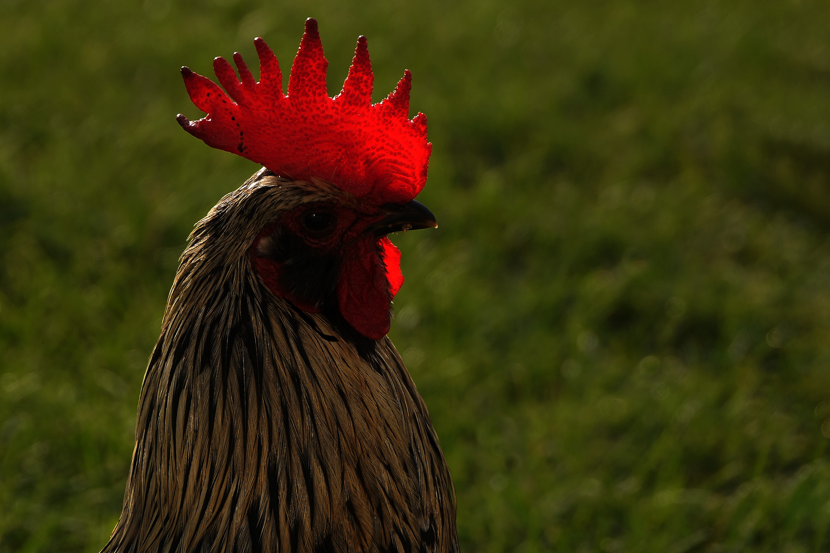 Türkischer Gockel