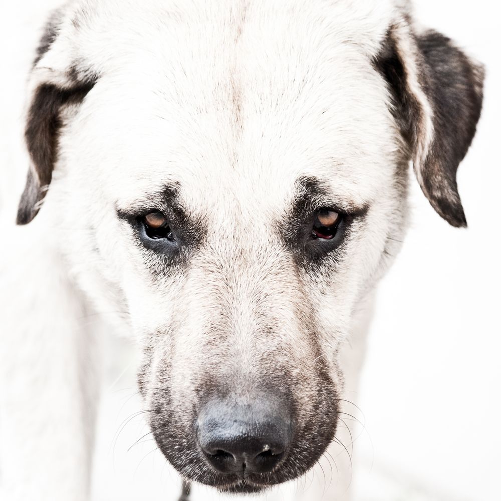 Türkischer Hütehund von ma-foto-art 