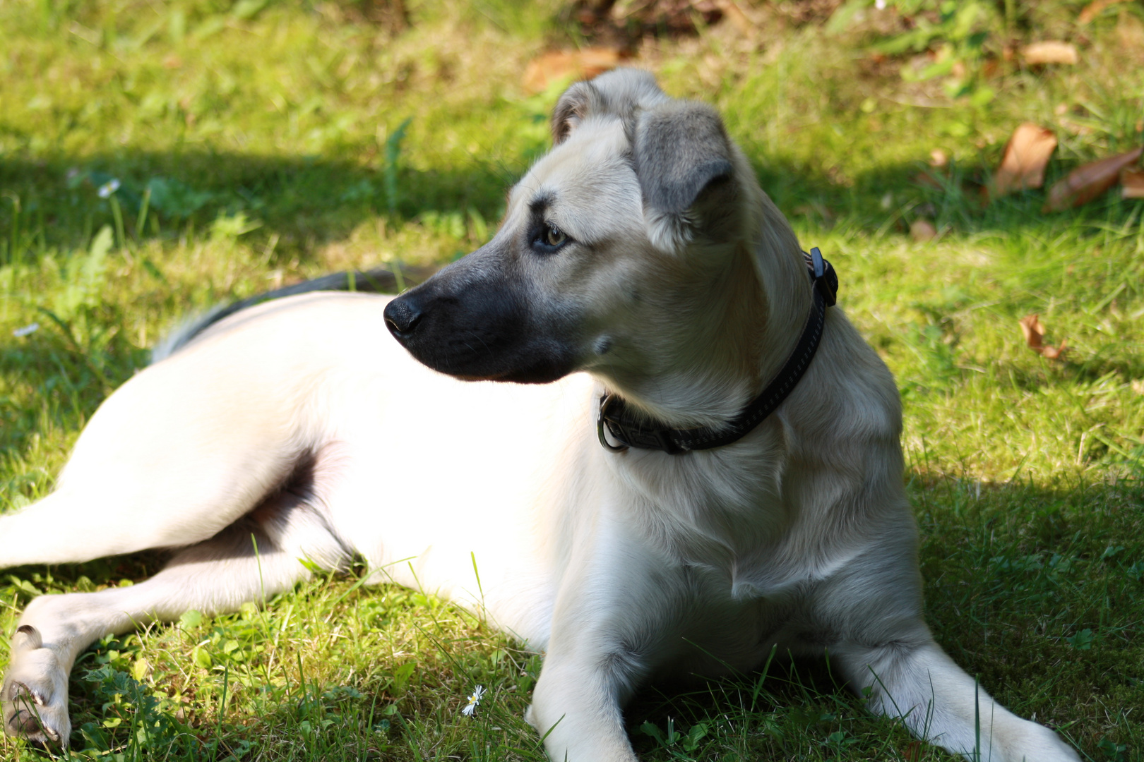 Türkischer Kangal