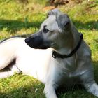 Türkischer Kangal