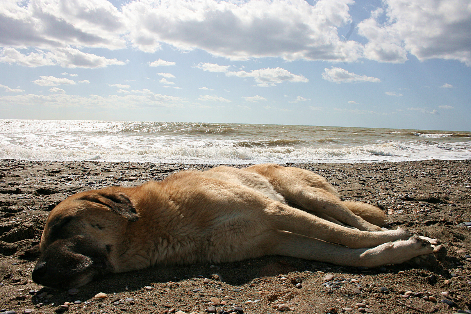 Türkischer Kangal