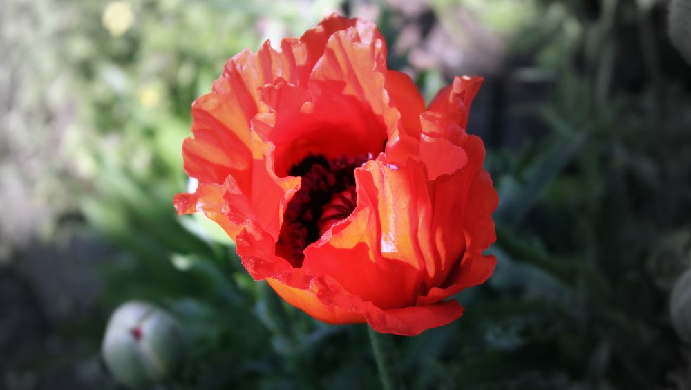 Türkischer Mohn