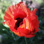 Türkischer Mohn