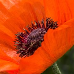 Türkischer Mohn