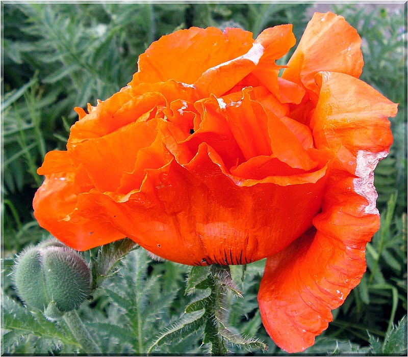 türkischer Mohn