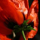 türkischer Mohn 1