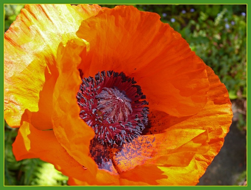 Türkischer Mohn 1