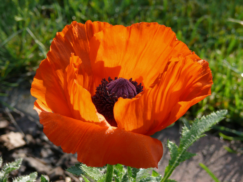 Türkischer Mohn