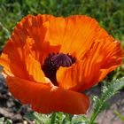 Türkischer Mohn