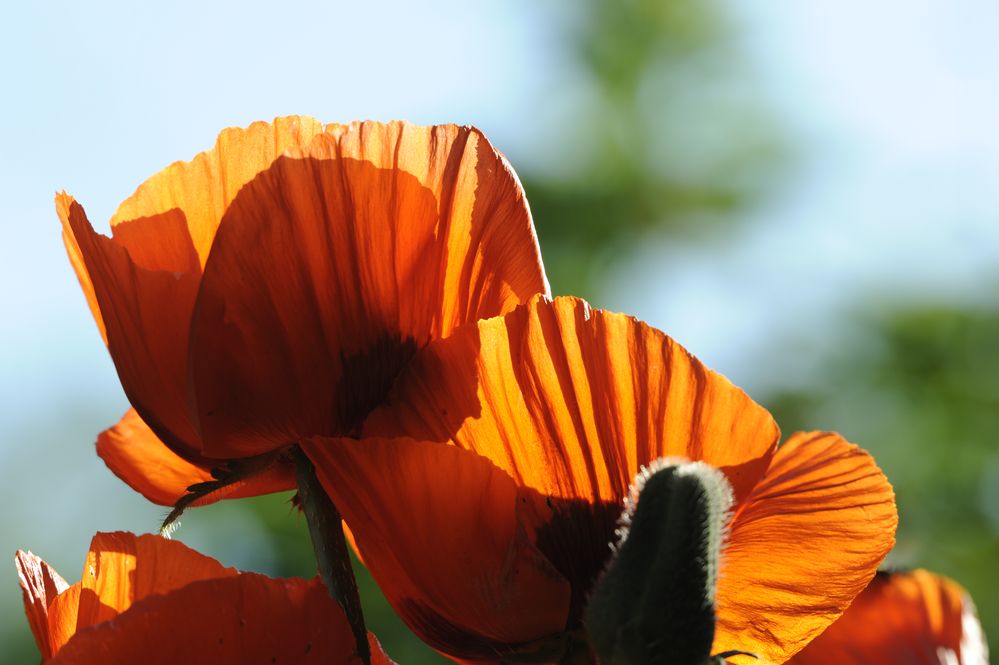 Türkischer Mohn