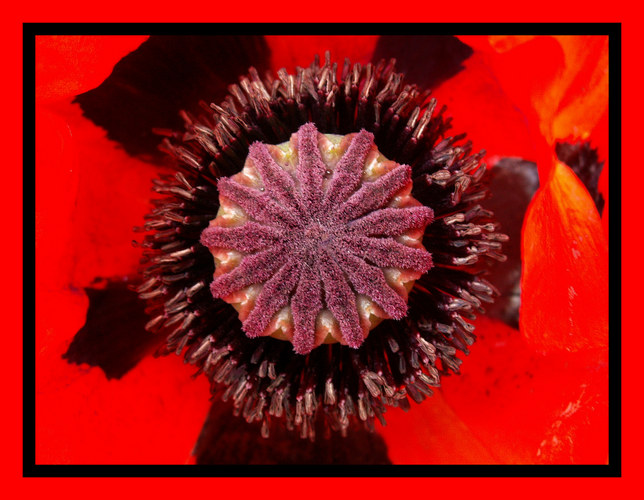 türkischer Mohn