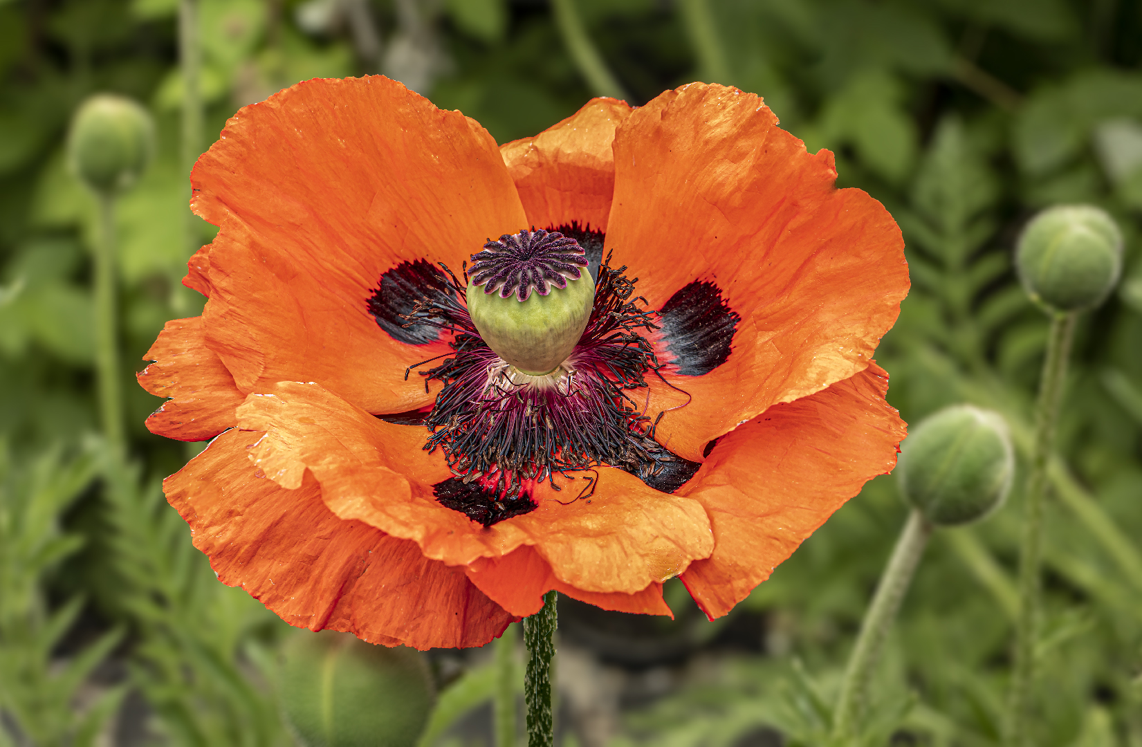 Türkischer Mohn