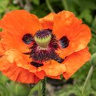 Türkischer Mohn